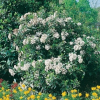 Viburnum TINUS (Lentaggine)