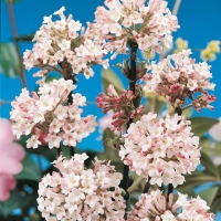 Viburnum x BODNANTENSE