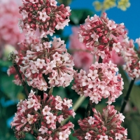 Viburnum x BODNANTENSE 'CHARLES LAMONT'