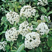 Viburnum x BURKWOODII