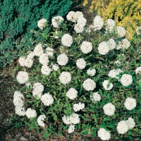 Viburnum 'ESKIMO'