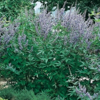 Vitex AGNUS - CASTUS (Agnocasto)