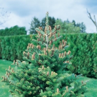 Abies KOREANA (Abete di Corea)