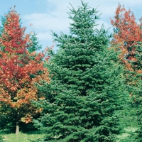 Abies NORDMANNIANA (Abete del Caucaso)