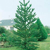 Araucaria ARAUCANA (Pino del Cile)