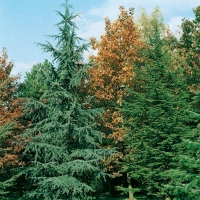 Cedrus ATLANTICA (Cedro dell'Atlante)