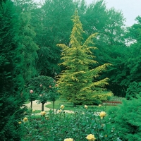 Cedrus ATLANTICA 'AUREA'