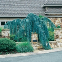 Cedrus ATLANTICA 'GLAUCA PENDULA'