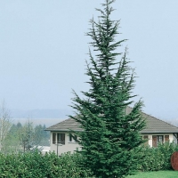 Cedrus ATLANTICA 'PYRAMIDALIS'