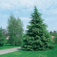 Cedrus DEODARA (Cedro dell'Himalaya)