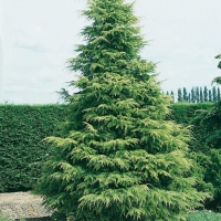 Cedrus DEODARA 'KELLY GOLD'