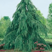 Cedrus DEODARA 'PENDULA'