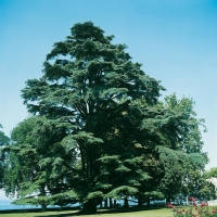 Cedrus LIBANI (Cedro del Libano)