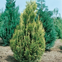 Chamaecyparis LAWSONIANA 'ALUMII GOLD'