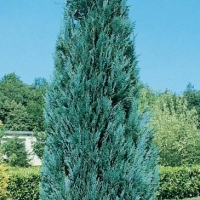 Chamaecyparis LAWSONIANA 'COLUMNARIS'