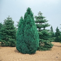 Chamaecyparis LAWSONIANA 'FLETCHERI'