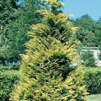 Chamaecyparis LAWSONIANA 'LANE' (LANEI)