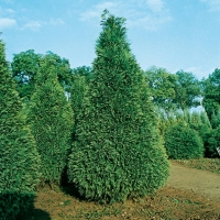 Chamaecyparis LAWSONIANA 'POTTENII'