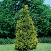 Chamaecyparis LAWSONIANA 'STEWARTII'