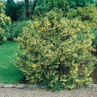 Chamaecyparis NOOTKATENSIS 'AUREOVARIEGATA'