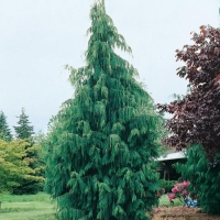 Chamaecyparis NOOTKATENSIS 'PENDULA'