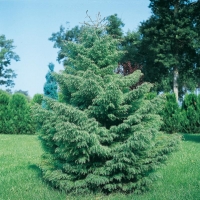 Cryptomeria JAPONICA 'ELEGANS'