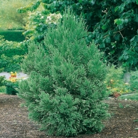 Cryptomeria JAPONICA