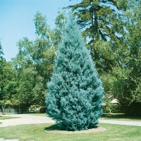 Cupressus ARIZONICA