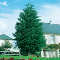 Cupressus MACROCARPA