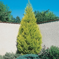 Cupressus MACROCARPA 'GOLDCREST'