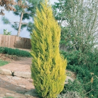 Cupressus MACROCARPA 'GOLDEN PILLAR'