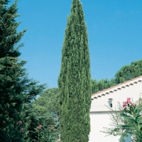 Cupressus SEMPERVIRENS SANCOREY<sup>®</sup> 'Sancorey'