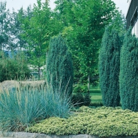 Juniperus COMMUNIS 'HIBERNICA' (Ginepro d'Irlanda)