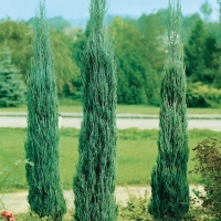Juniperus VIRGINIANA 'SKYROCKET'
