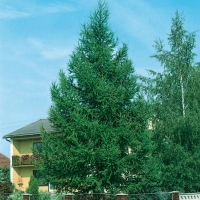 Larix DECIDUA (Larice comune)