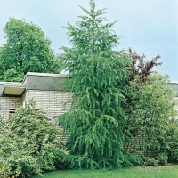 Larix KAEMPFERI = LEPTOLEPIS (Larice del Giappone)