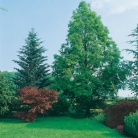 Metasequoia GLYPTOSTROBOIDES