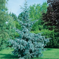 Picea ENGELMANNII 'GLAUCA'