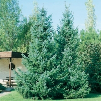 Picea OMORIKA (Abete di Serbia)