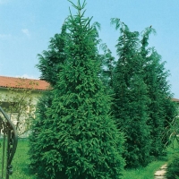 Picea ORIENTALIS