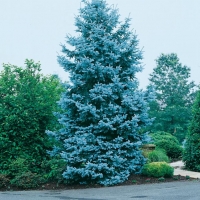 Picea PUNGENS 'GLAUCA' (Abete blu)