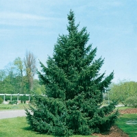 Picea SITCHENSIS