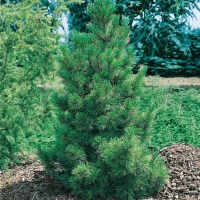 Pinus CEMBRA (Pino cembro)