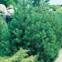 Pinus LEUCODERMIS