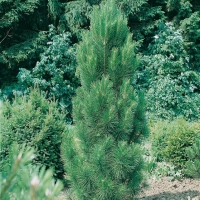 Pinus NIGRA 'PYRAMIDALIS'
