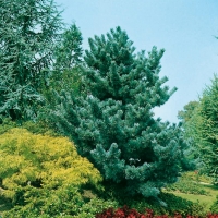 Pinus PARVIFLORA 'GLAUCA'