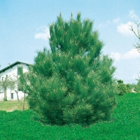 Pinus PINASTER (Pino marittimo)