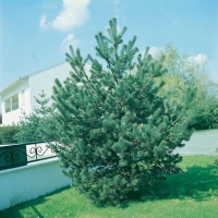 Pinus SYLVESTRIS (Pino silvestre)