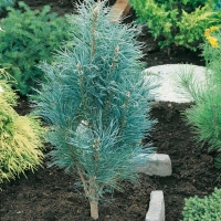 Pinus SYLVESTRIS 'FASTIGIATA'