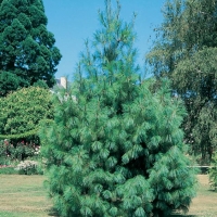 Pinus WALLICHIANA = GRIFFITHII (Pino dell'Himalaya)